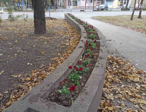 Újabb virágokkal szépítettük Horgos központját! Köszönjük a Komunalac Kanjiža kö…